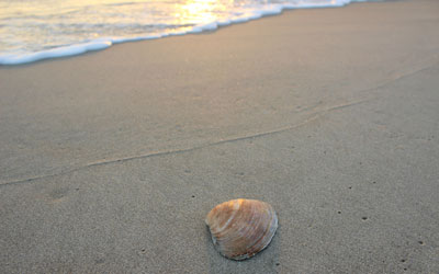 quahog shell on the beach