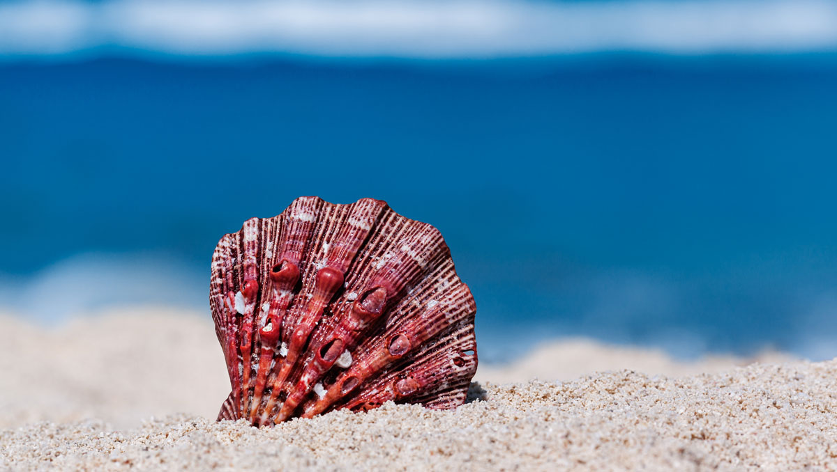 lion paw shell on beach