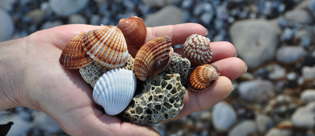 What the Shell? Identifying Seashells – Beachcombing Magazine