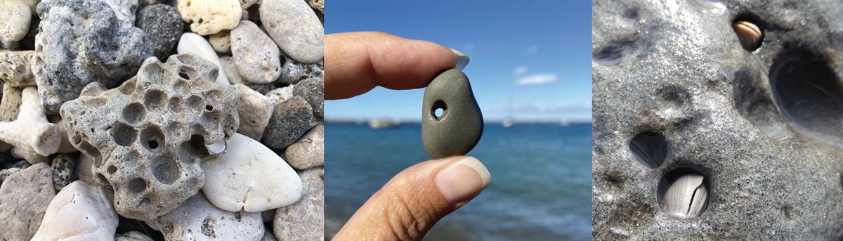 hag stones with holes made by piddocks