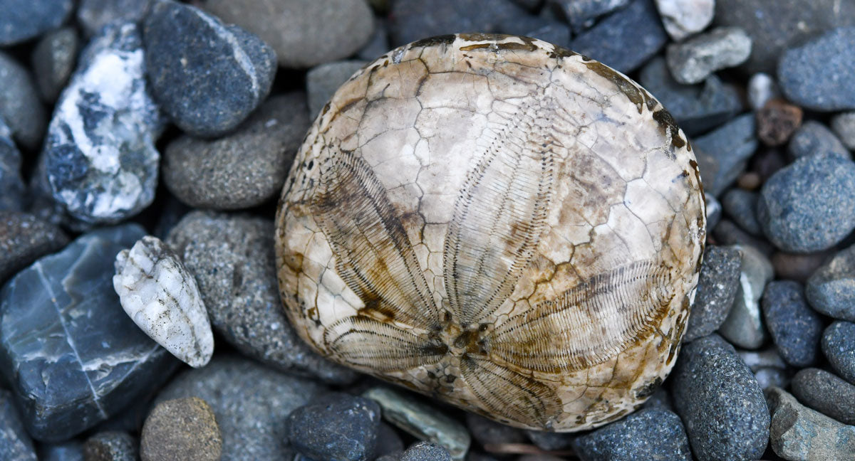 fossilized sand dollar on the beach