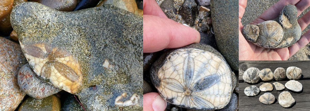 beach fossil sand dollars