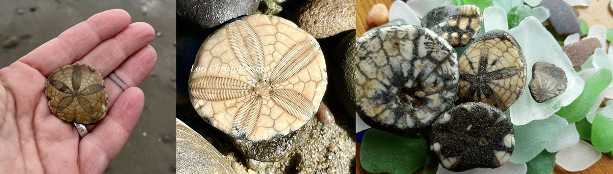 All About Sand Dollars, Fossils