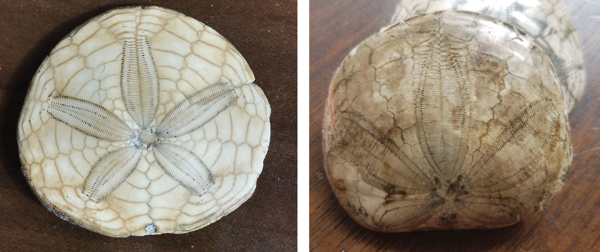 two kinds of sand dollar fossils