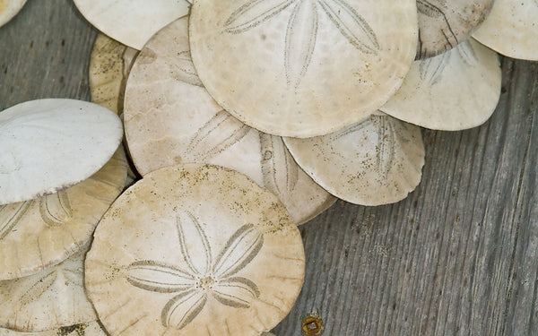 Everything You Ever Wanted to Know About Sand Dollars - Williamson