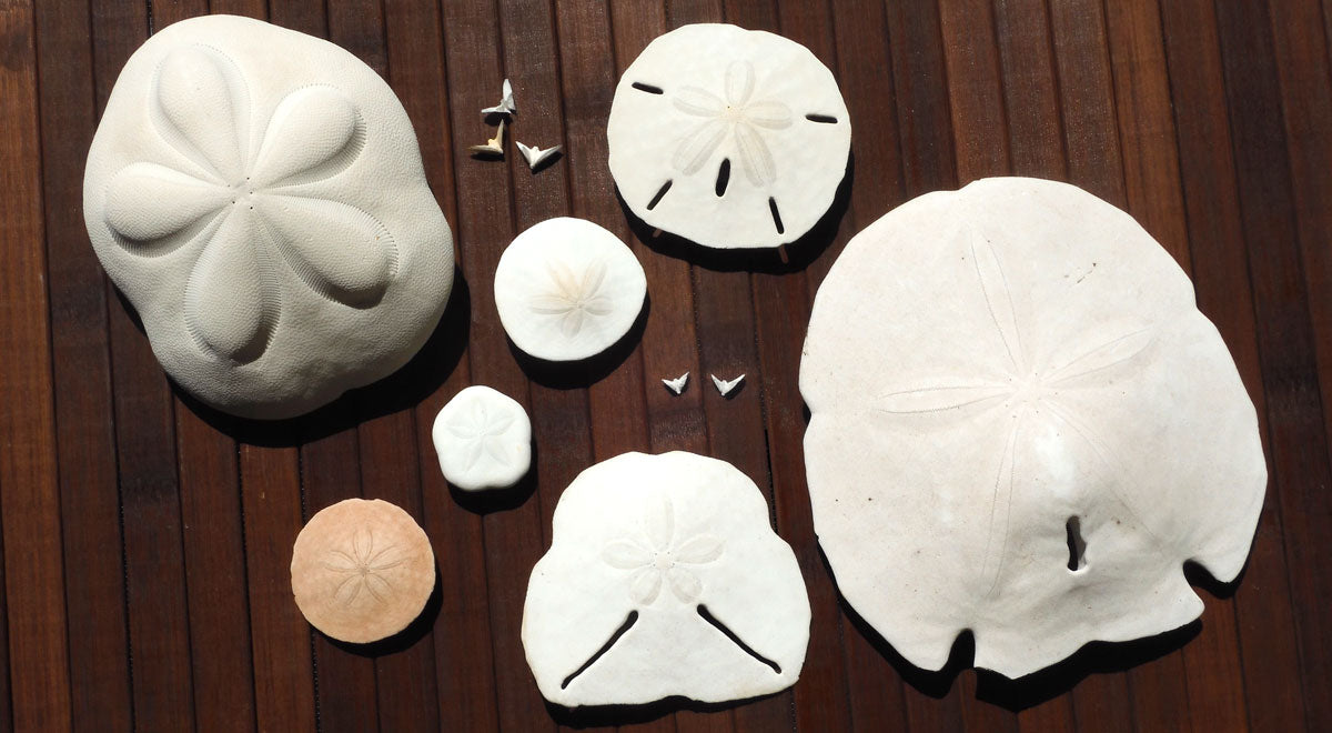 different types of sand dollars