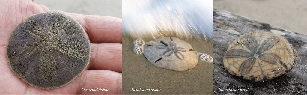 live dead and fossil sand dollars