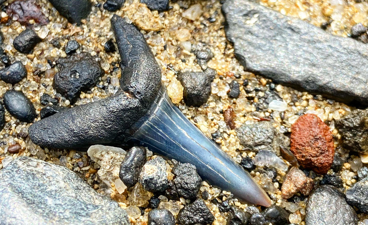 sand tiger tooth fossil on beach