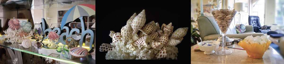 seashell art collections display ideas