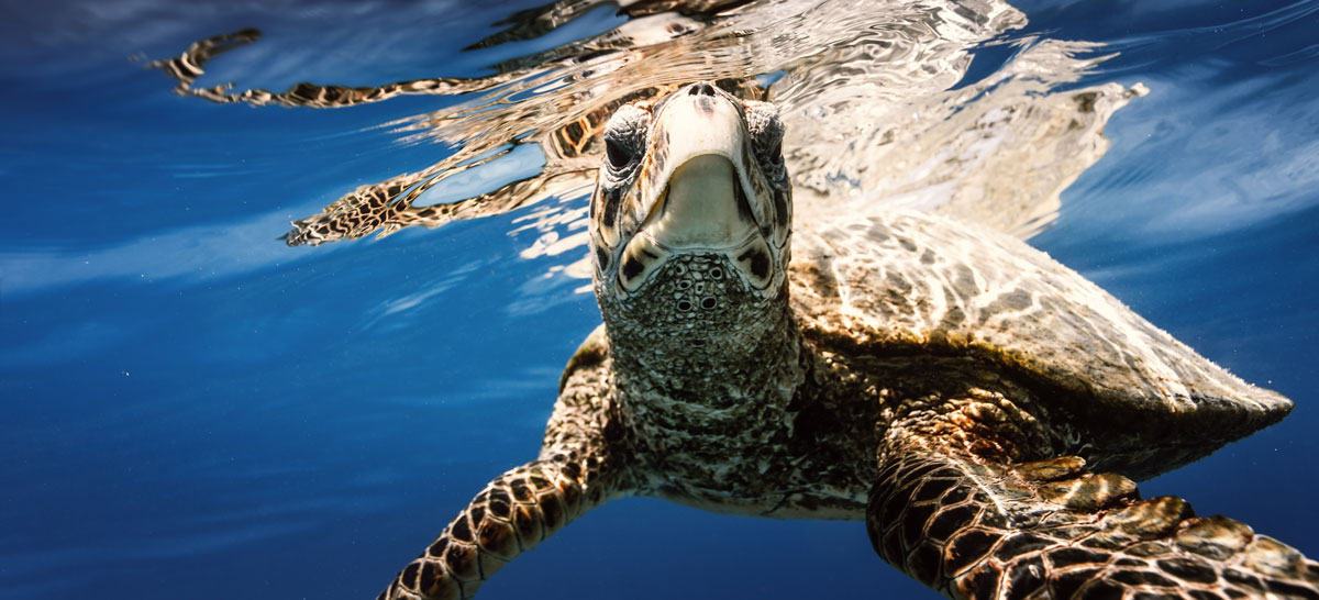 sea turtle swimming