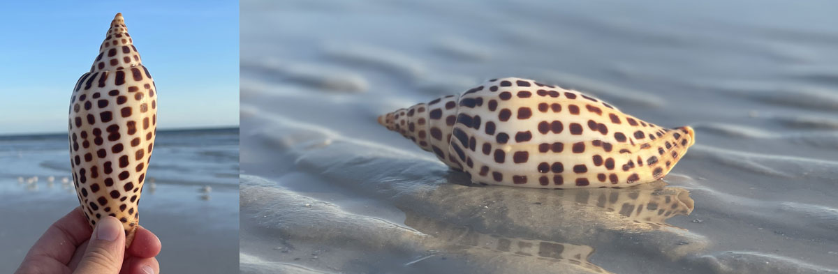 junonia shell from florida