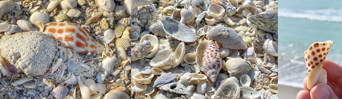 pieces of junonia shell on the beach in florida