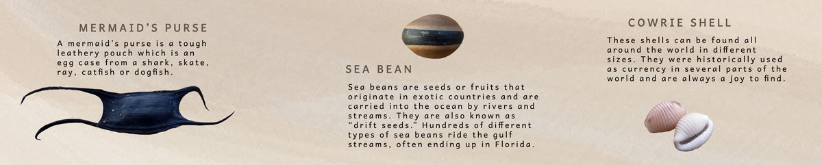 mermaid's purse sea bean cowrie shell
