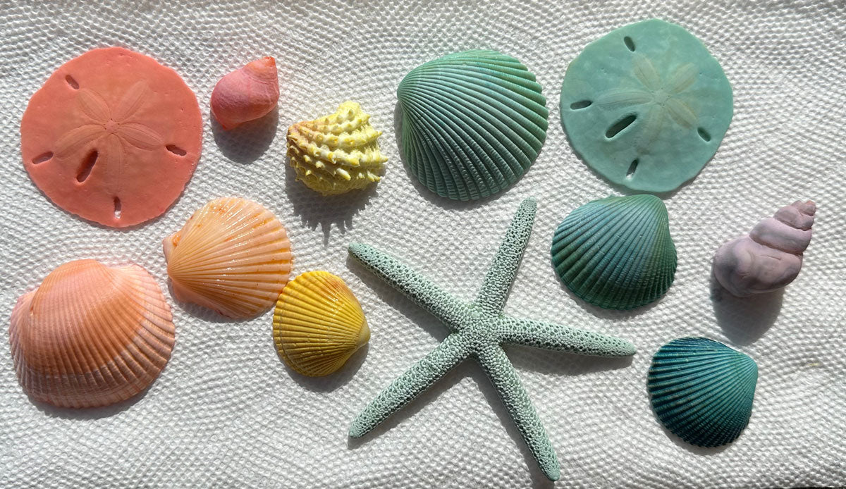 dyed seashells sand dollars starfish