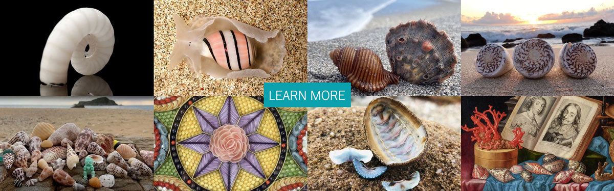 nature and history of seashells and collecting