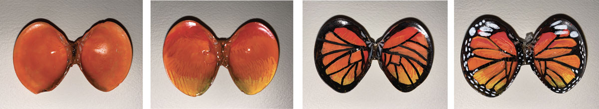 painted monarch butterfly wings on seashells