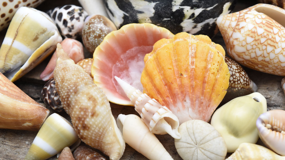 hawaiian and florida shells