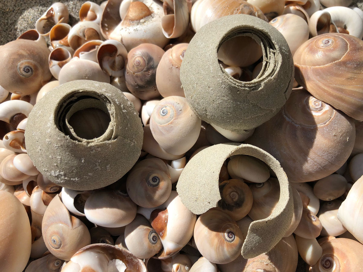 moon snail sea shell eggs