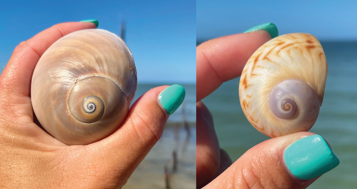 two types of florida moon snails sea shells