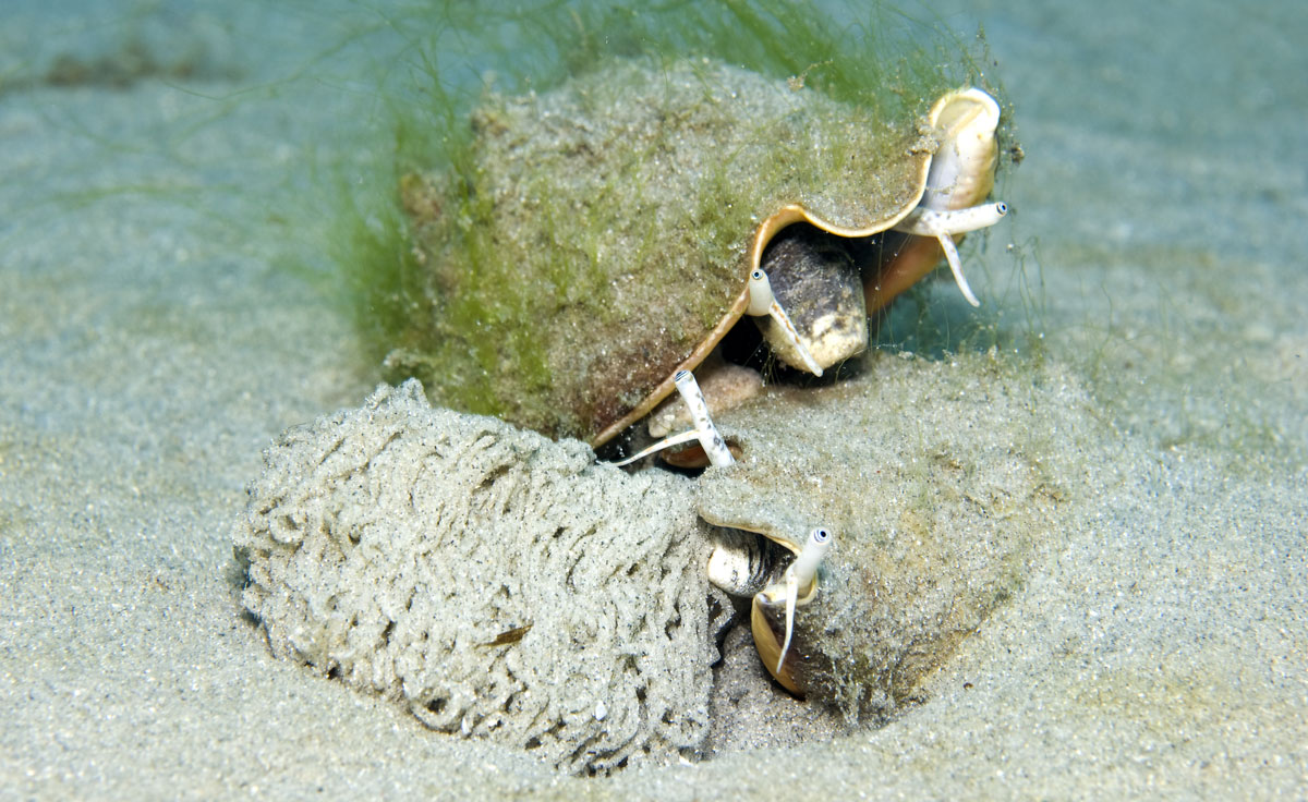 live fighting conch sea shell laying eggs