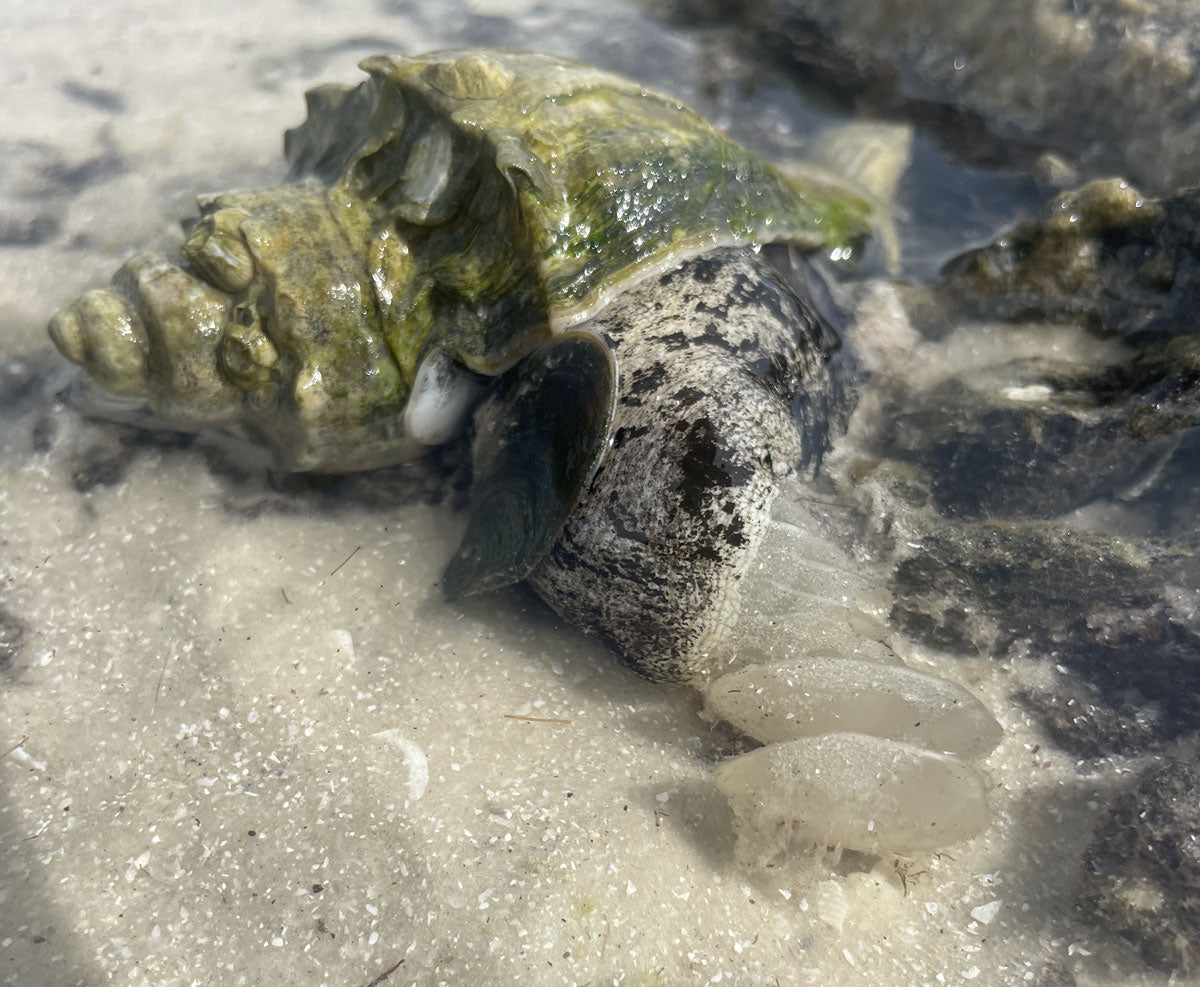 live american king crown conch sea shell snail