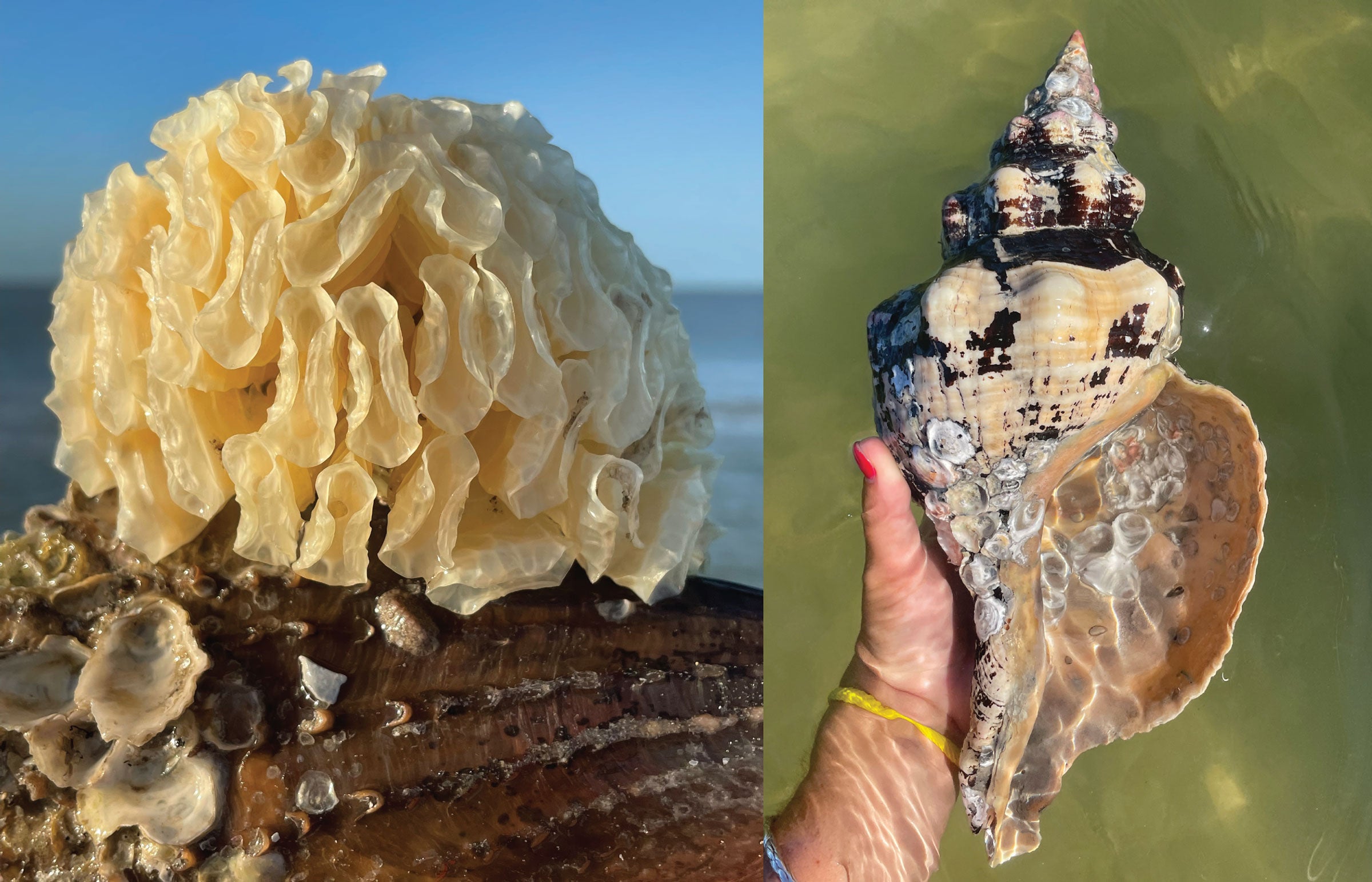 florida horse conch sea shell eggs