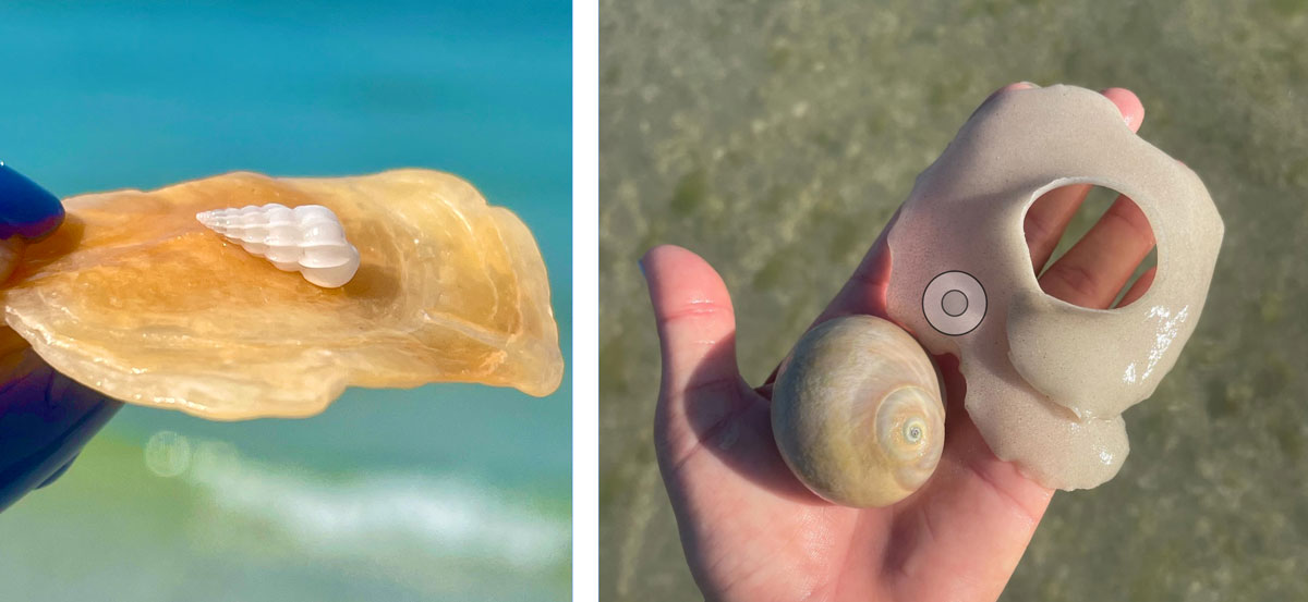 different types of eggs from seashells