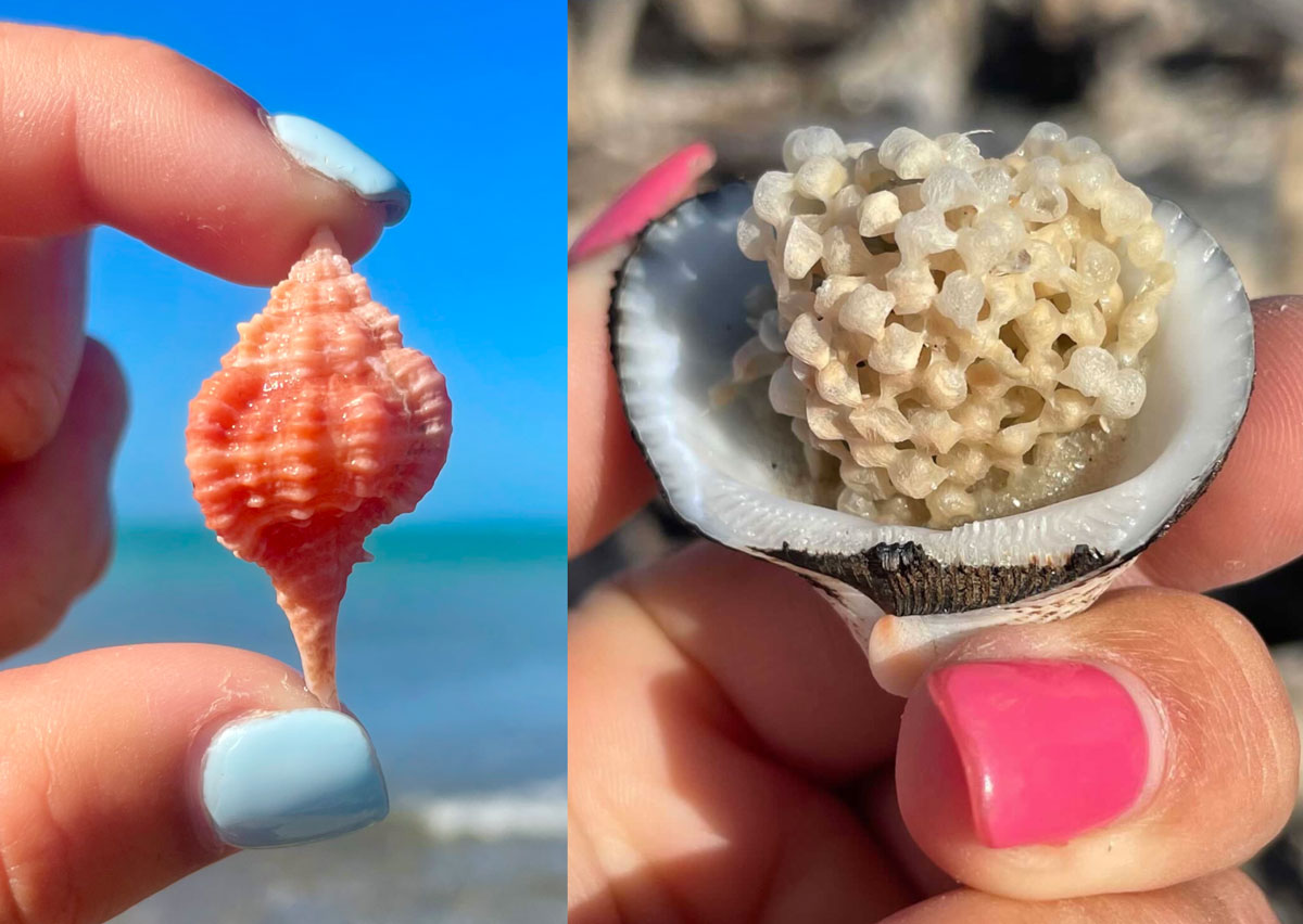 rose murex sea shell eggs