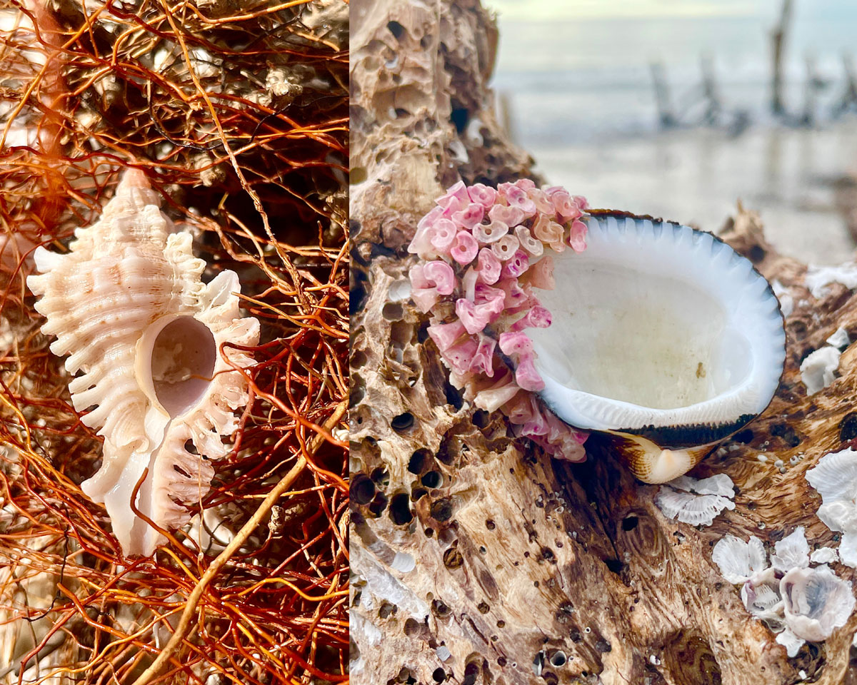 lace murex sea shell eggs