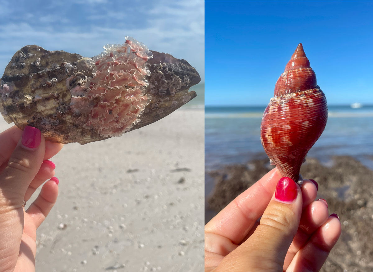 true tulip sea shell eggs