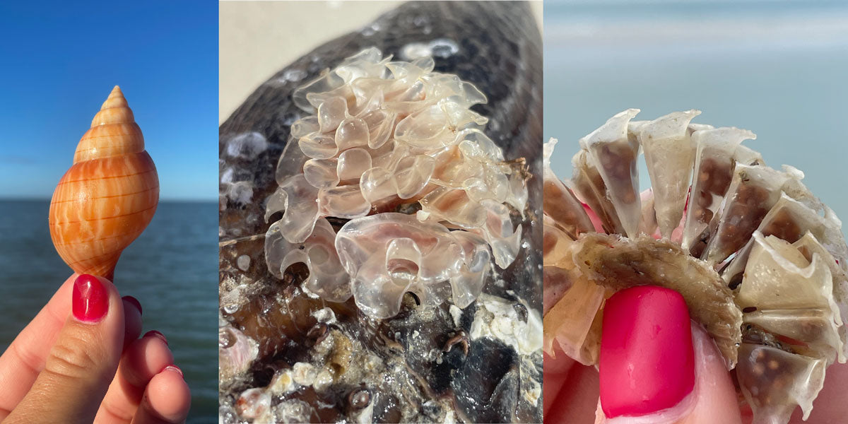 banded tulip sea shell eggs