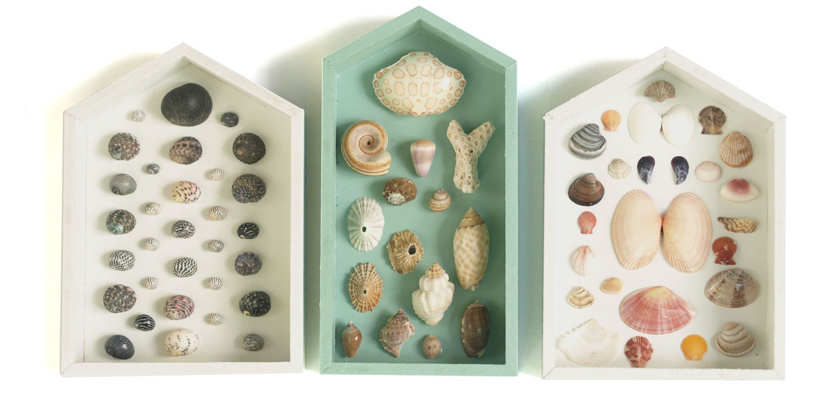 framed seashells