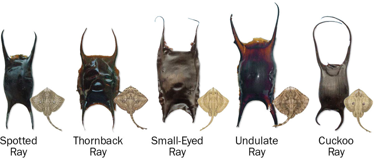 Europe and Mediterranean Shark, Skate, and Ray Egg Cases