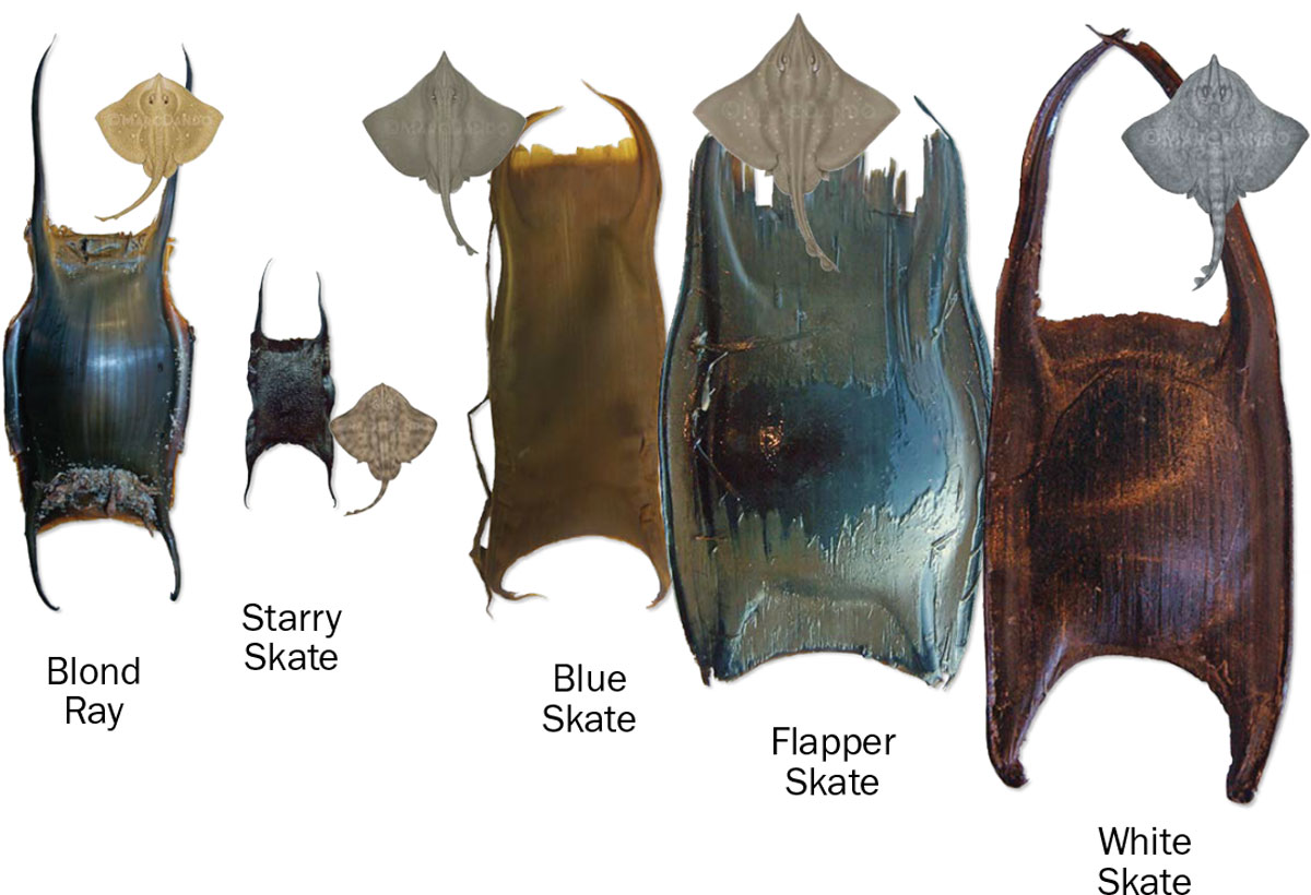 Europe and Mediterranean Shark, Skate, and Ray Egg Cases