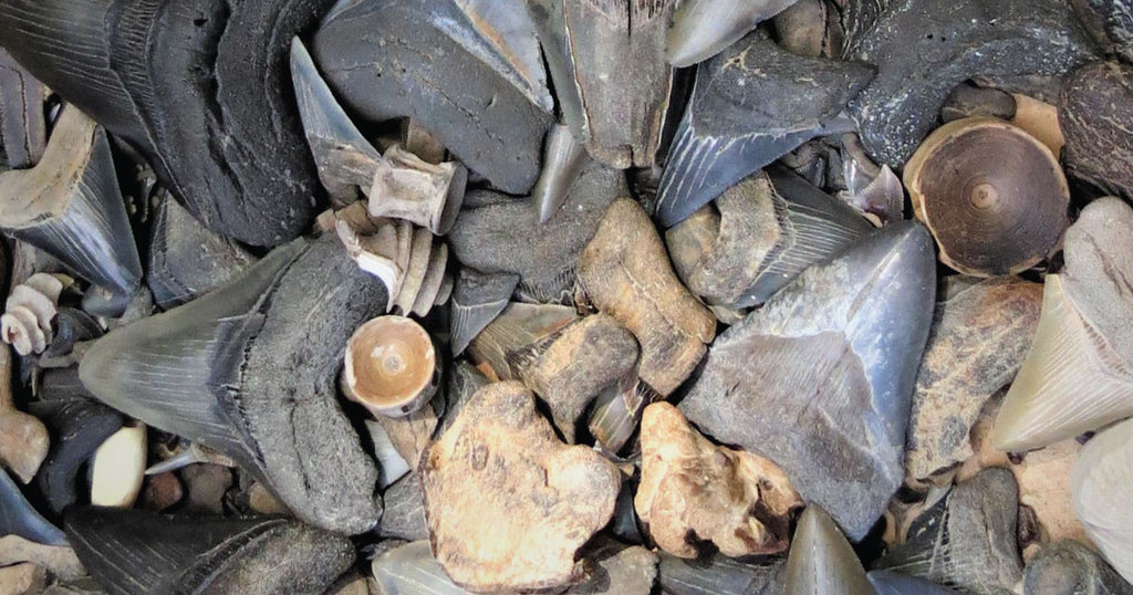 shark tooth fossil collection