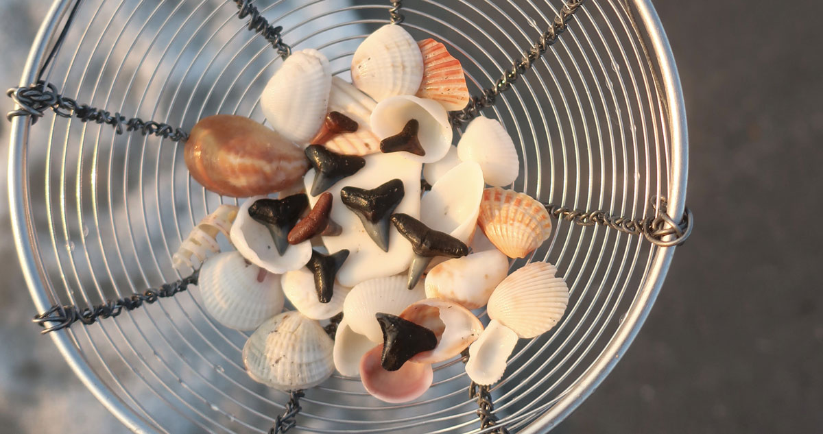 hunting for shark tooth fossils in Florida