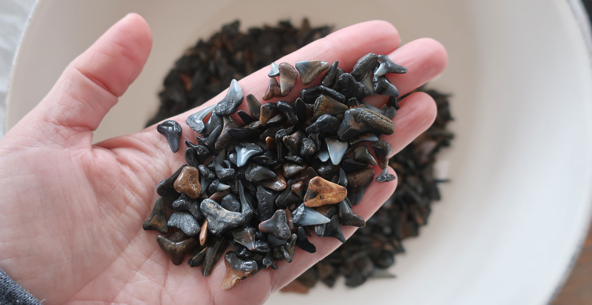 collection of shark tooth fossils