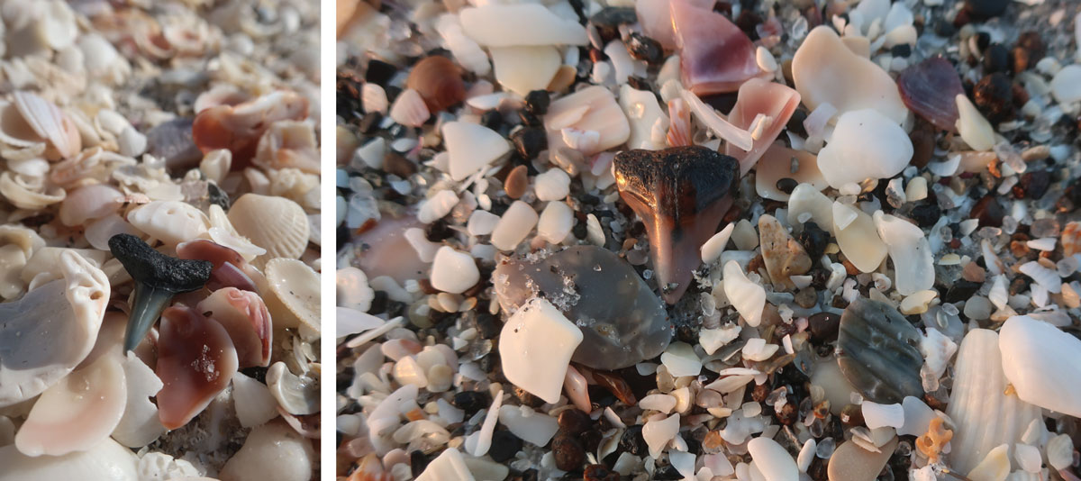 searching for fossils of shark teeth on the beach in florida