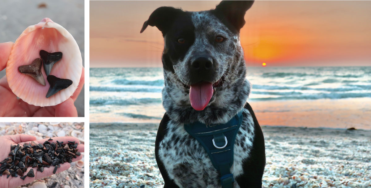 dog on the beach while beachcomber looks for fossil teeth from sharks