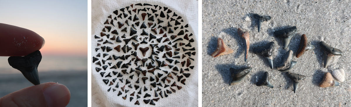 find shark tooth fossils in florida