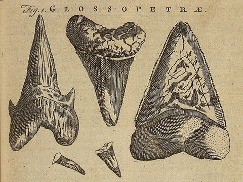 historical shark tooth illustration