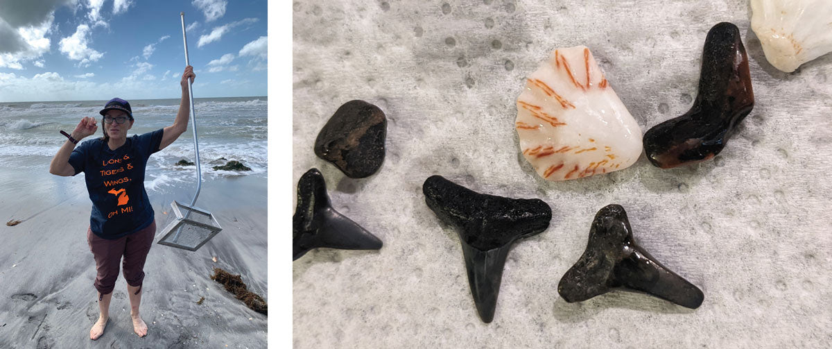 florida shark tooth fossil hunting