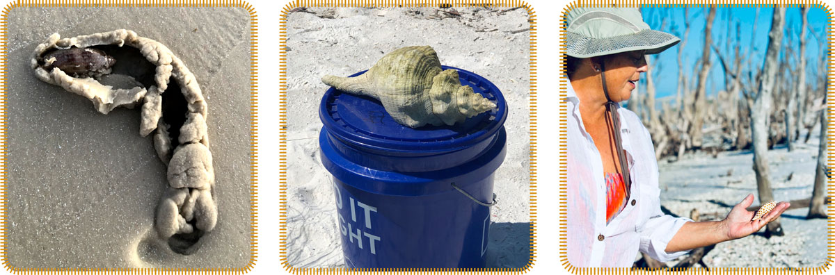 seashell collecting ten thousand island florida