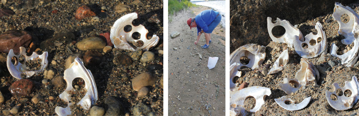 shell buttons found on the beach