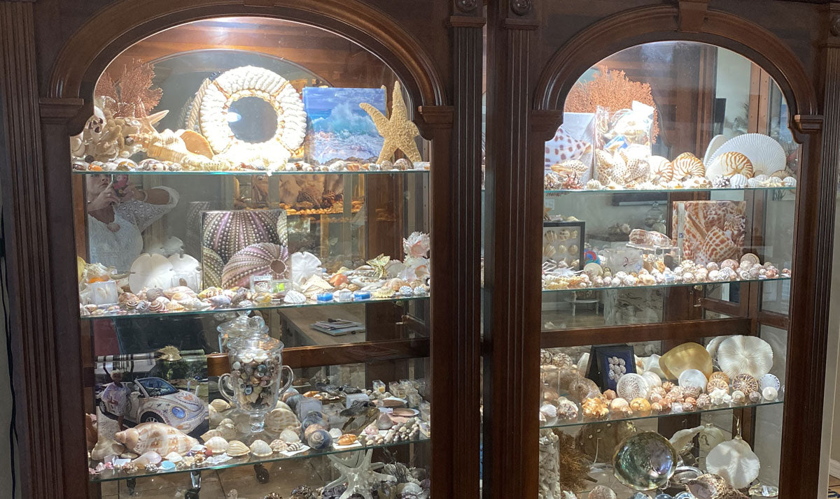 seashell display cabinet