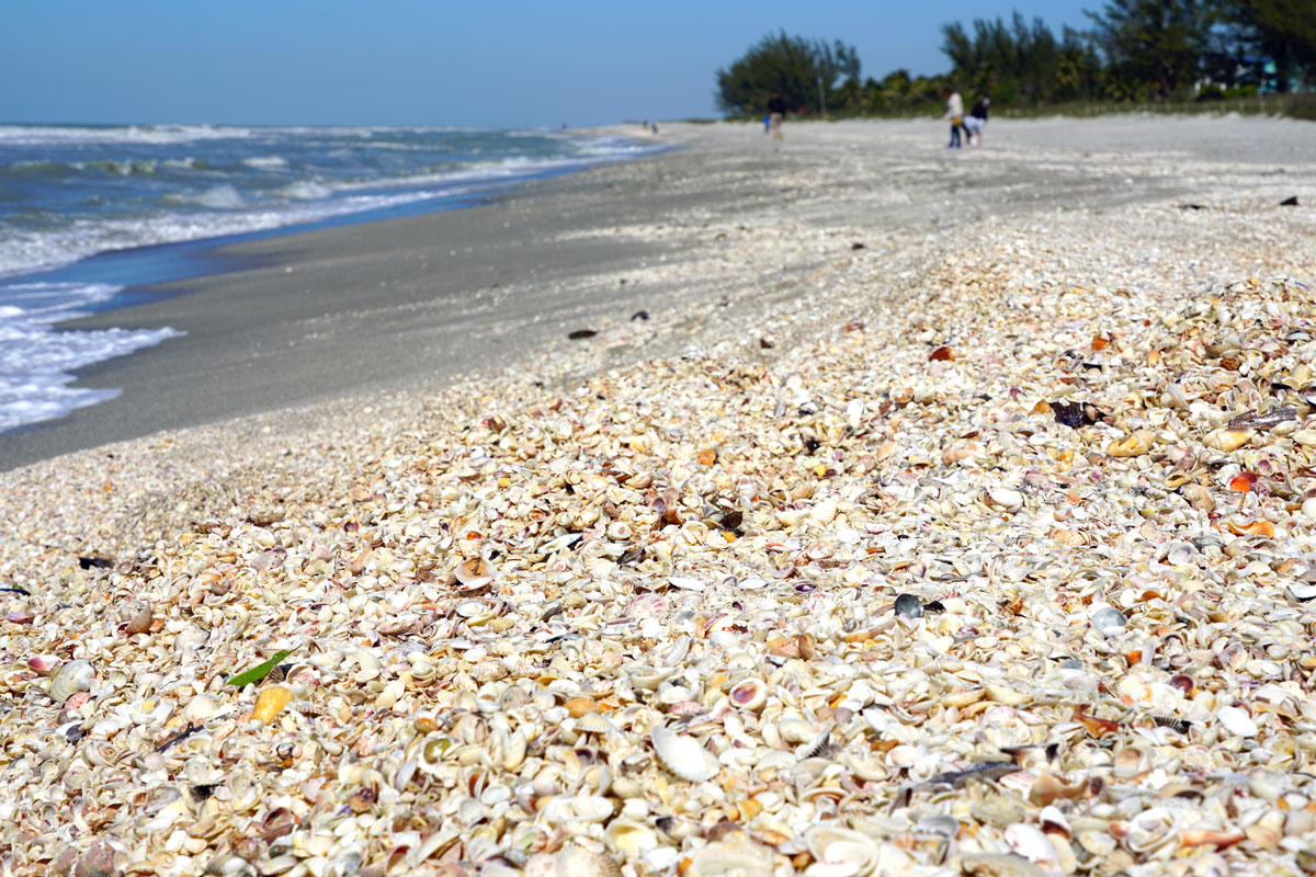 millions of shells on the beach in florida