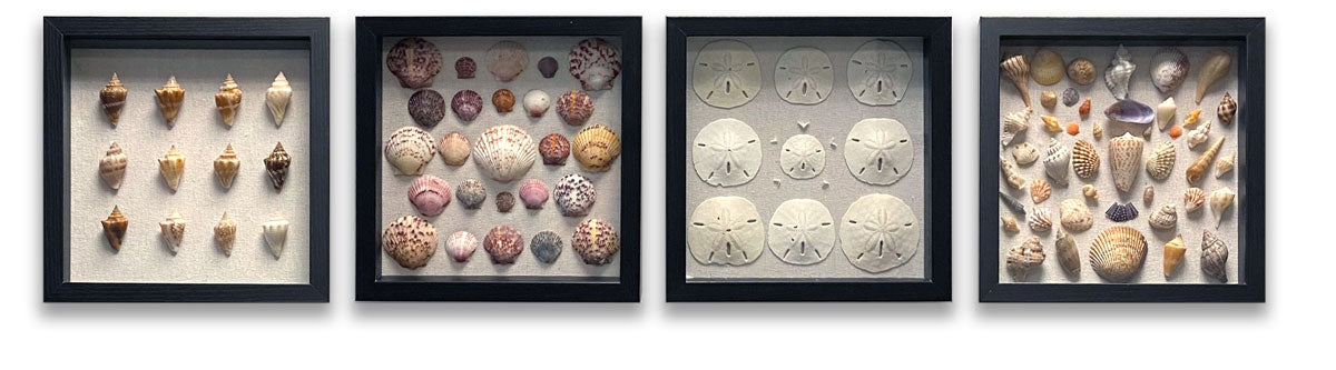 framed sea shells in shadow boxes