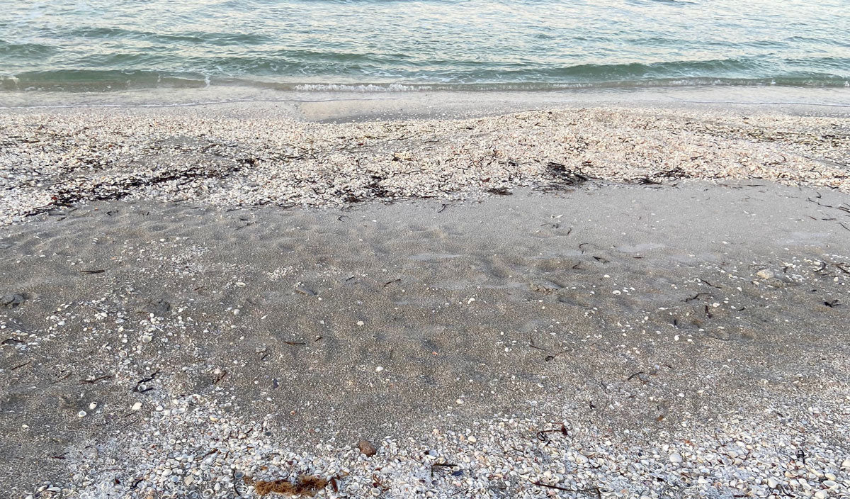 seashells washing up in the waves on florida beach