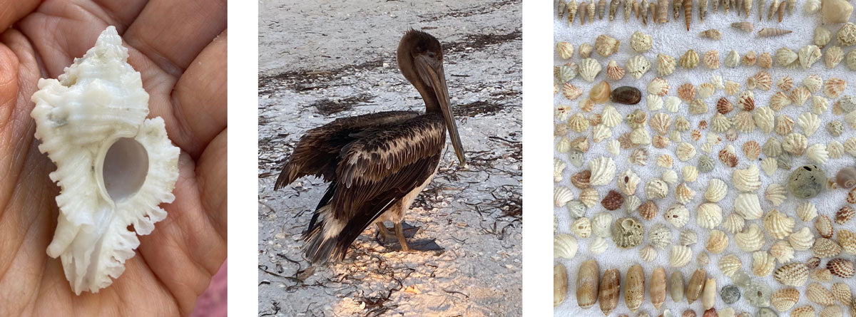pelican and seashells on florida beaches
