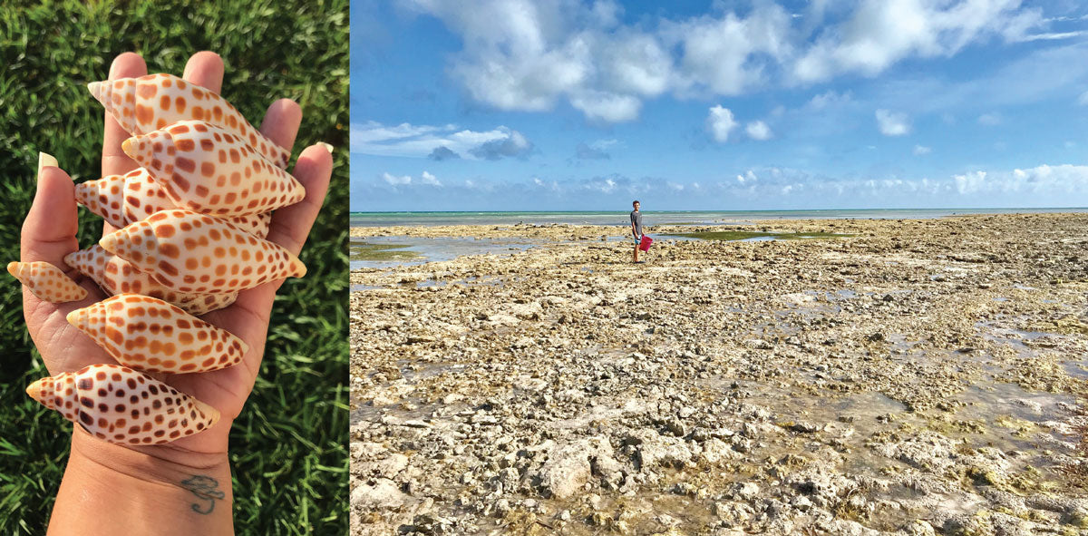 junonia shells and more from florida shelling family